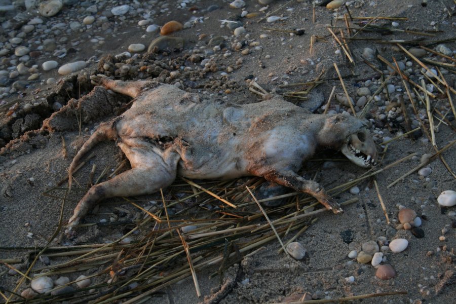 Found on a beach on Northwestern Long Island, in Lloyd Neck, N.Y.